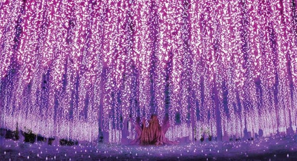 <新宿発・西船橋発> 秋の特別公開!宝徳寺の床もみじ と あしかがフラワーパークのイルミネーション・たっぷり2時間滞在!2